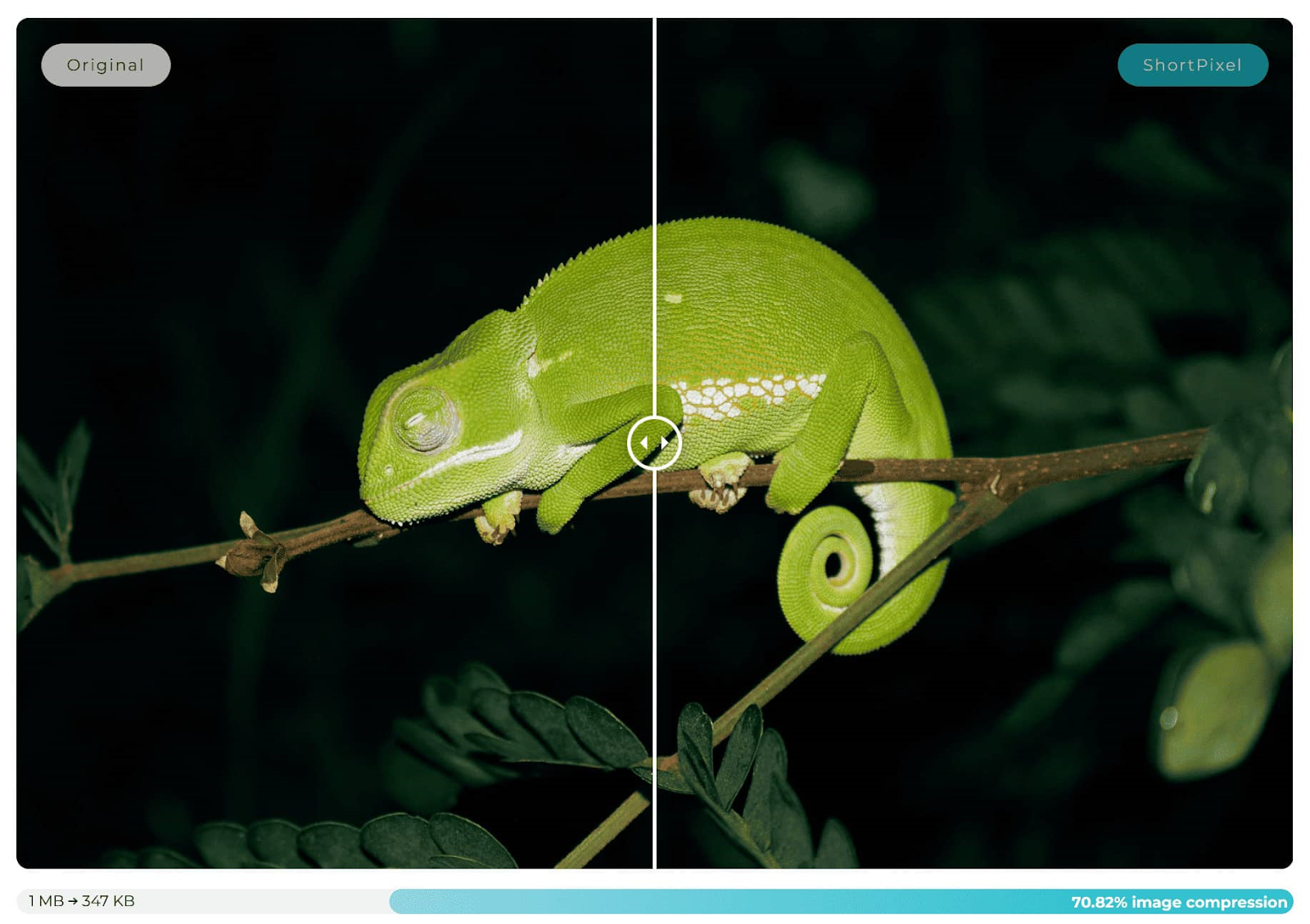 Imagen de un reptil verde mostrada en parte en modo original (izquierda) y en parte en modo optimizado ShortPixel (derecha)