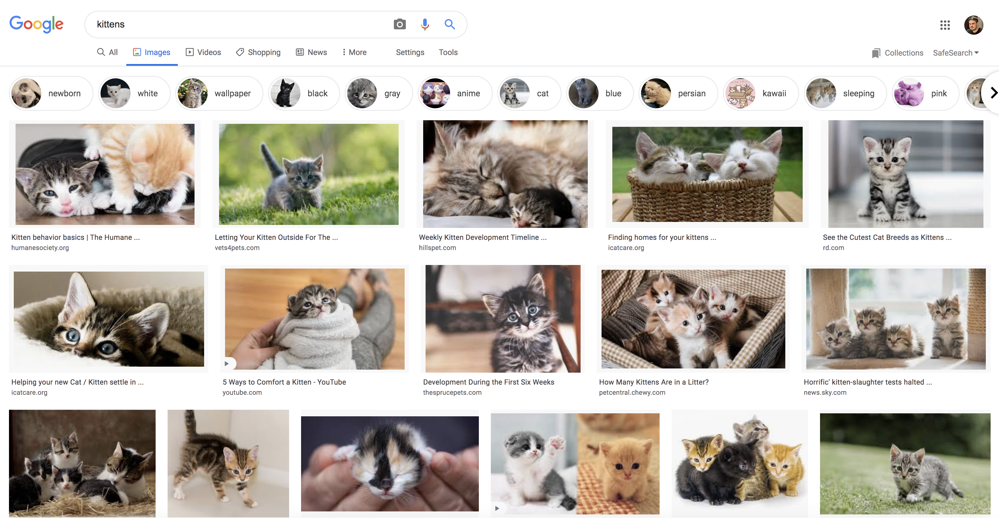 Katzenbilder in der Google-Bildsuche