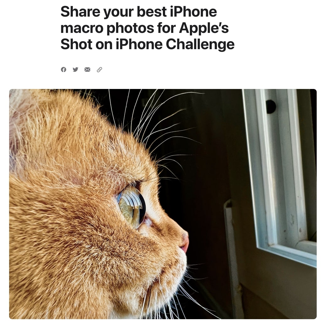 "Compartilhe suas melhores fotos macro do iPhone para o título do Desafio Shot on iPhone da Apple"